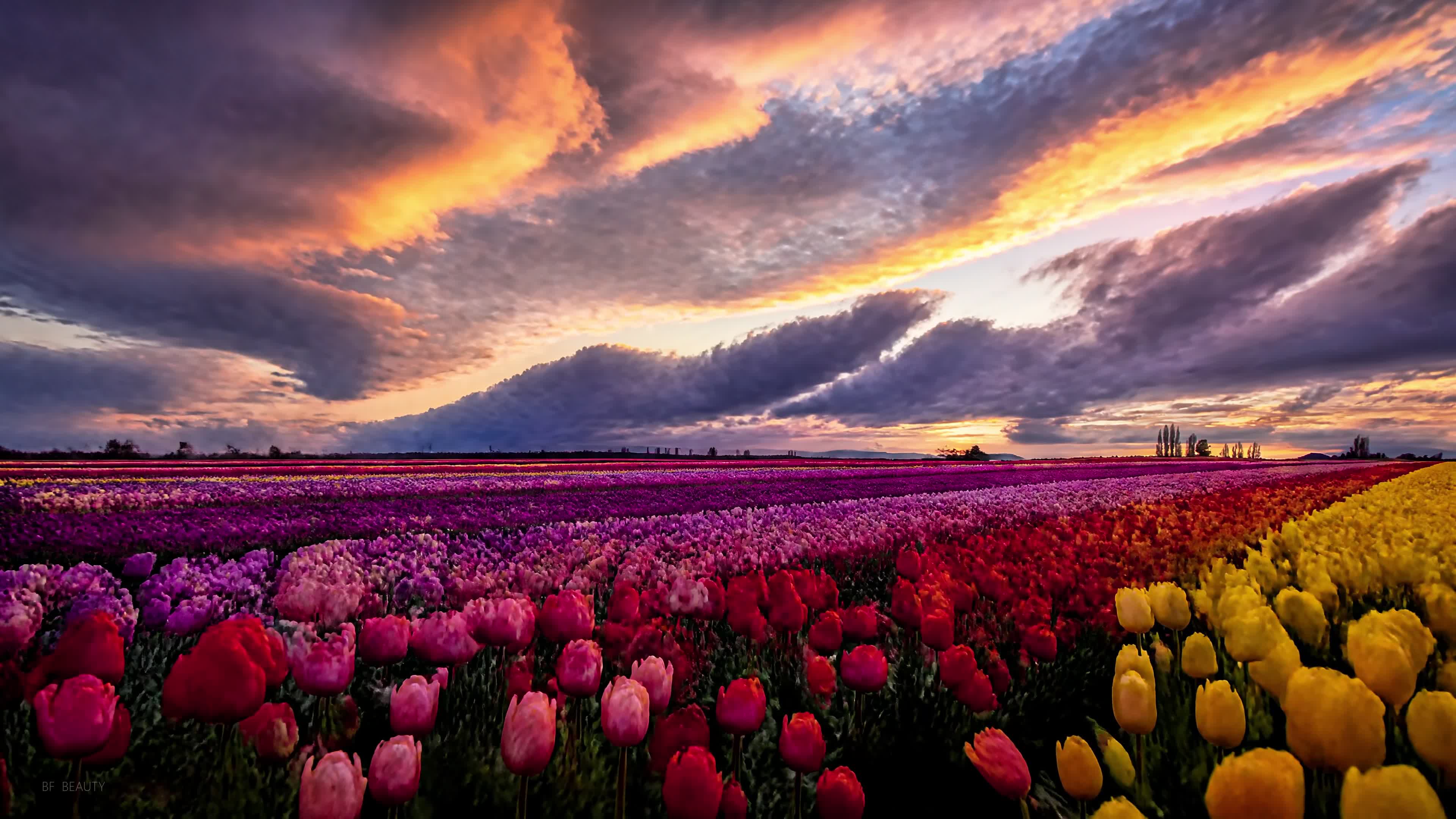 Colorful tulip field from BF Beauty's Blooming Stillness series